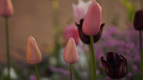 Fotobanka s bezplatnými fotkami na tému červené tulipány, kvet s, pink tulipány