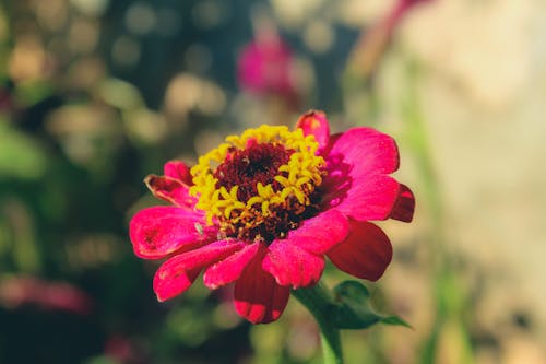 Фотография цветка красной циннии в селективном фокусе