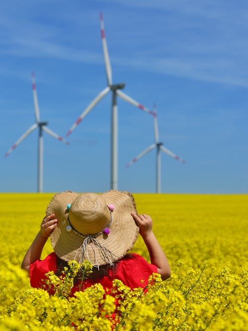 Free Gratis stockfoto met achteraanzicht, bloemen, eolische energie Stock Photo