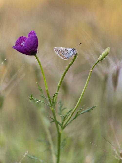 무료 곤충 사진, 꽃 사진, 나비의 무료 스톡 사진