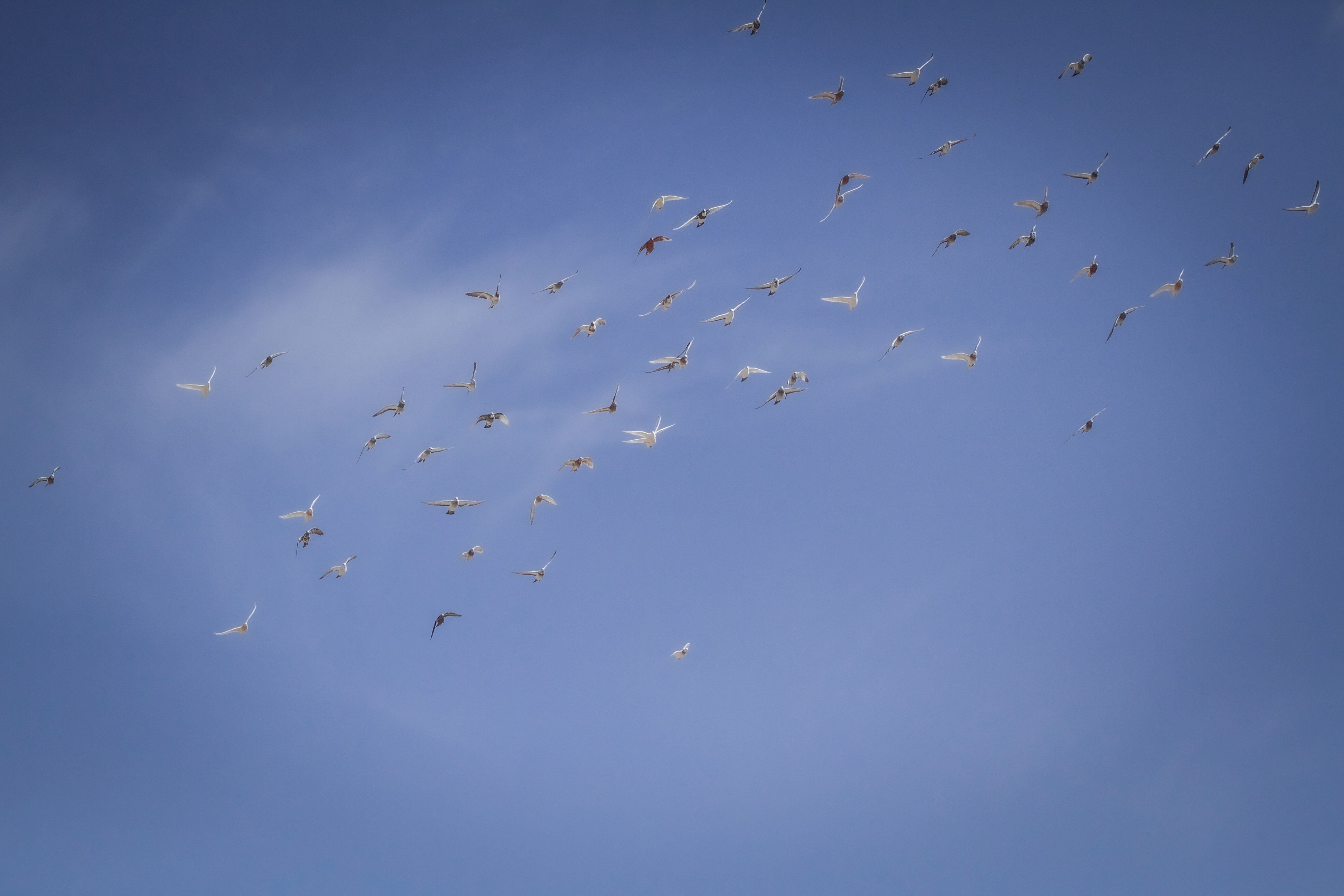 Flock of Birds Flying Under Blue Sky · Free Stock Photo