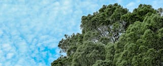 蓝天多云下，苍白的树冠全景彰显着自然之美