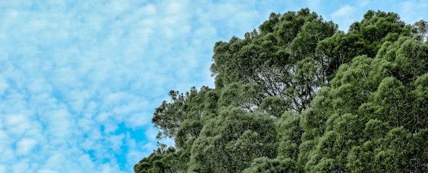 蓝天多云下，苍白的树冠全景彰显着自然之美