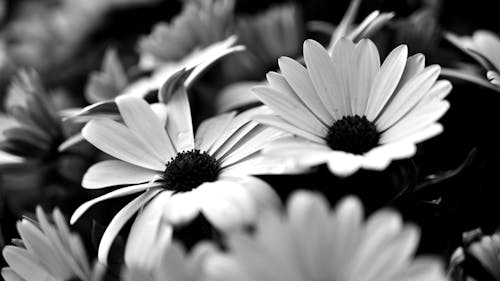 Grayscale Photo of Blooming Daisies