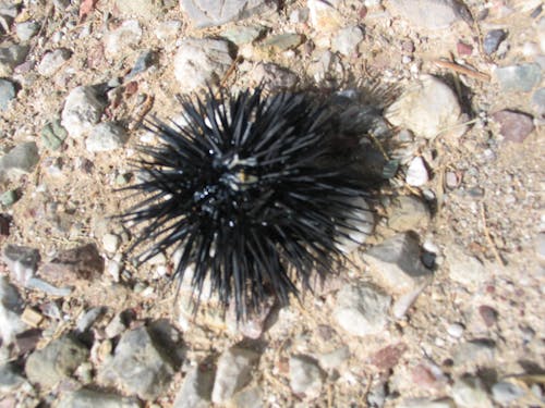 Free stock photo of sea urchin Stock Photo