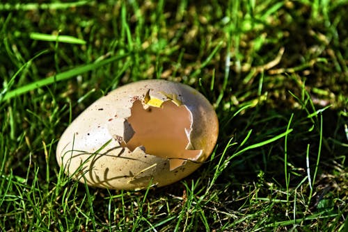 Free Birds' Egg in the Grass Stock Photo