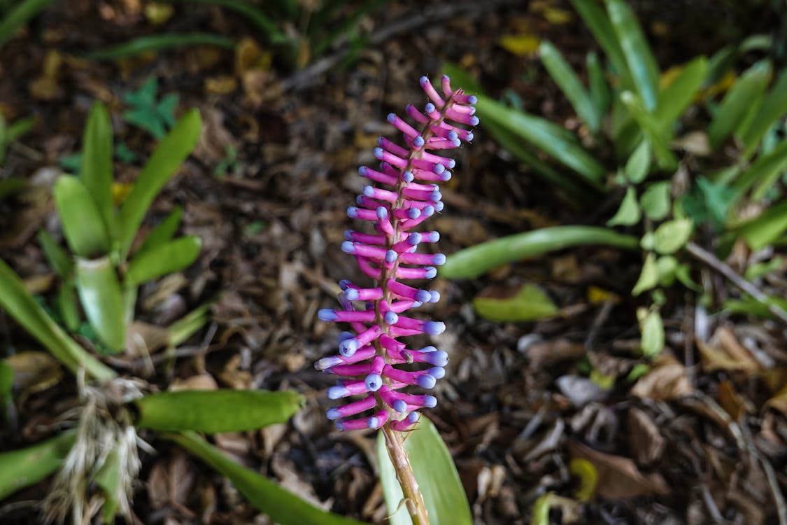 Inflorescence of Purple Flower Buds 