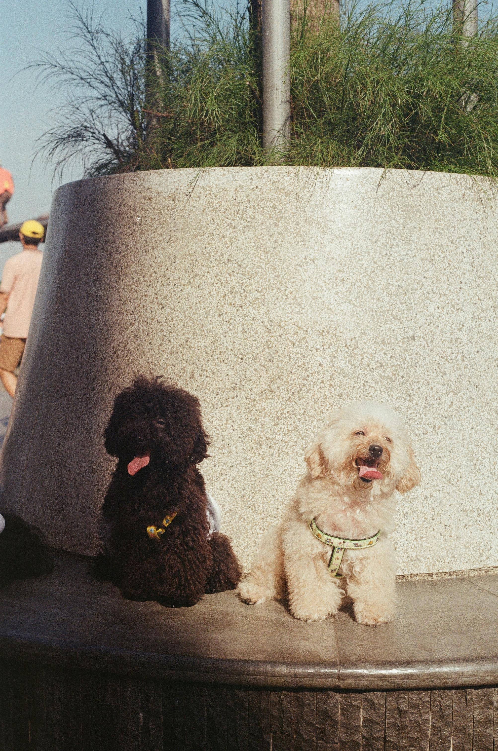 black and white puppies sitting on a bench