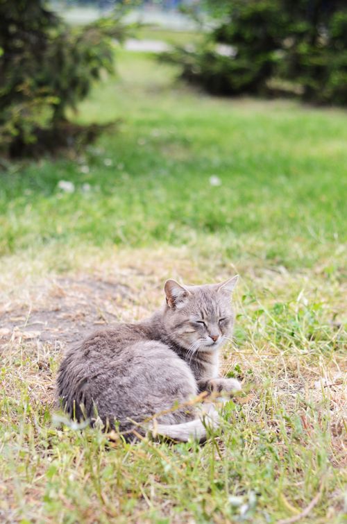 Free A cute gray cat lying on lush green grass enjoying a sunny day. Stock Photo