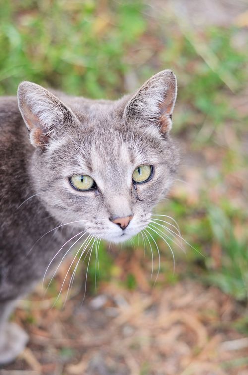 Free Charming close-up of a gray cat with intense green eyes and whiskers in an outdoor setting. Stock Photo