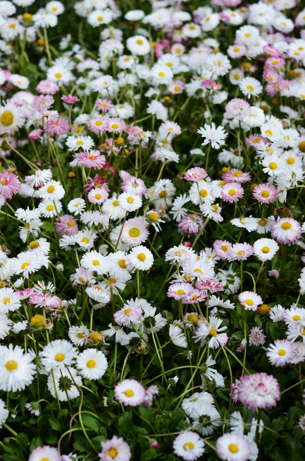 A White Flowers in Full Bloom · Free Stock Photo
