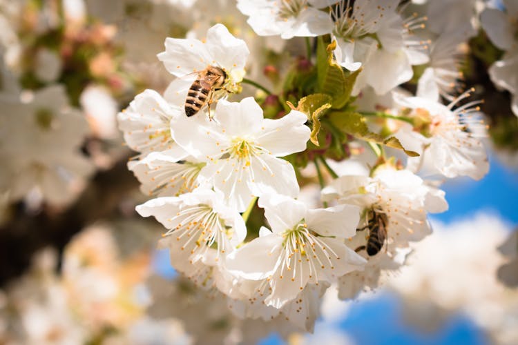 Black And Yellow Bees On White Flowers