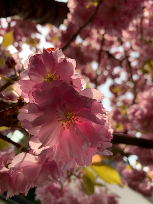 Close-Up Shot of Cherry Blossoms 