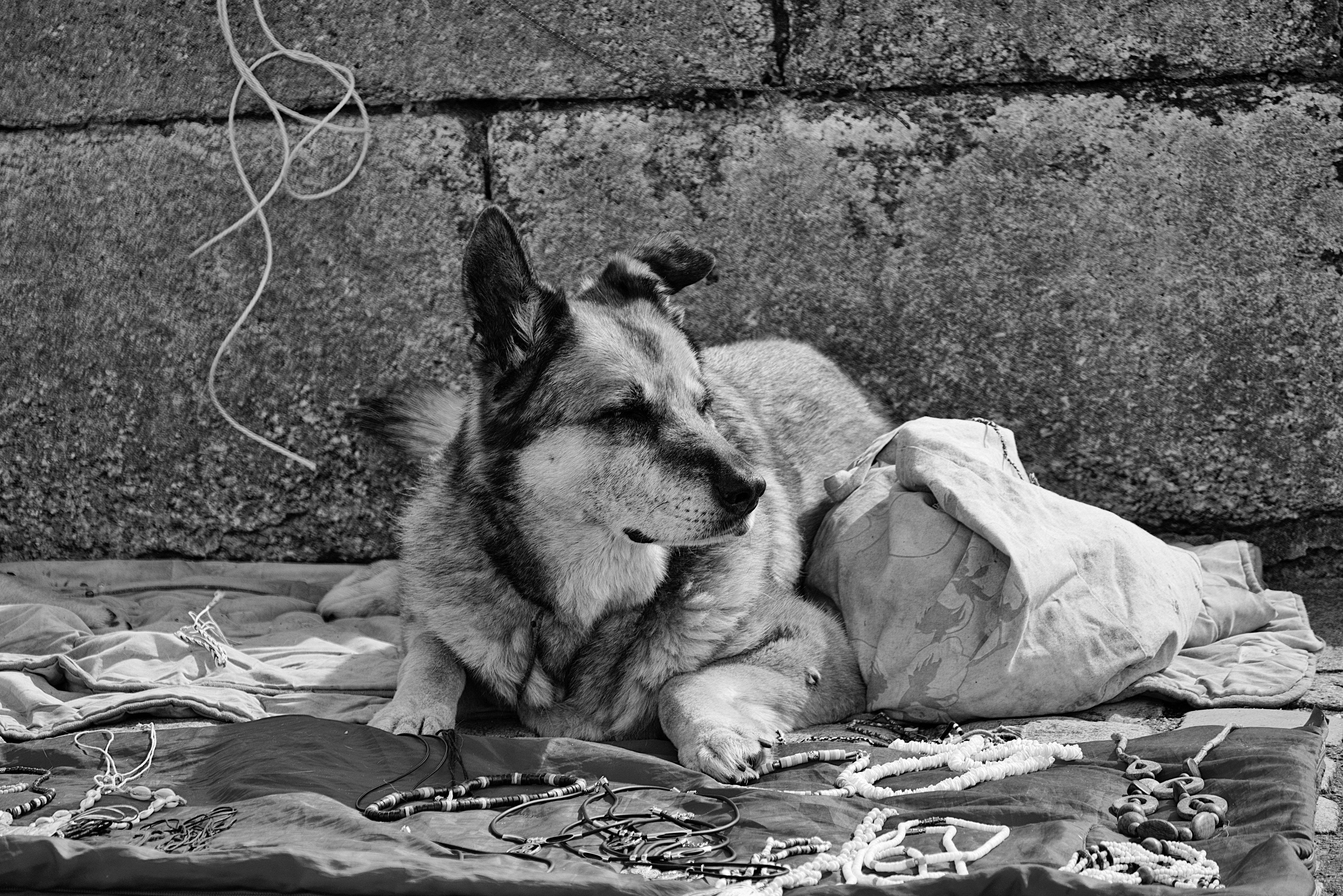 धुरंधर 2: सलमान खान के 'बड़े साहब' होने की वायरल तस्वीर का सच, लेटेस्ट अपडेट