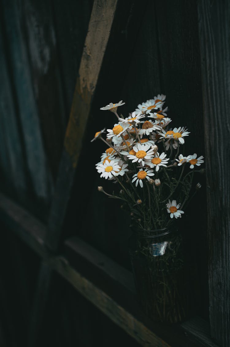 Daisies In Frame