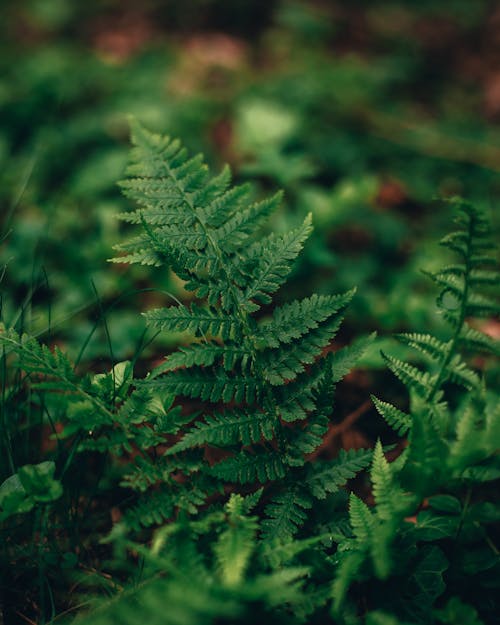 bitki örtüsü, eğrelti bitkisi, eğreltiotu yaprakları içeren Ücretsiz stok fotoğraf