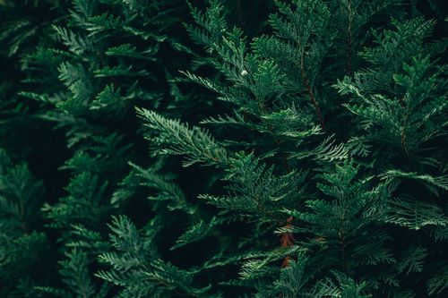 Free Discover the rich textures of lush green cedar foliage captured in a close-up view, highlighting the beauty of nature. Stock Photo
