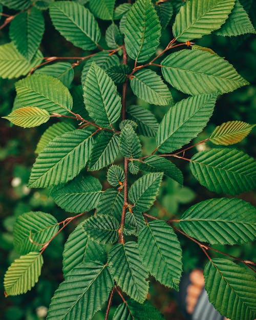 Foto profissional grátis de ecológico, estrutura, folhagem