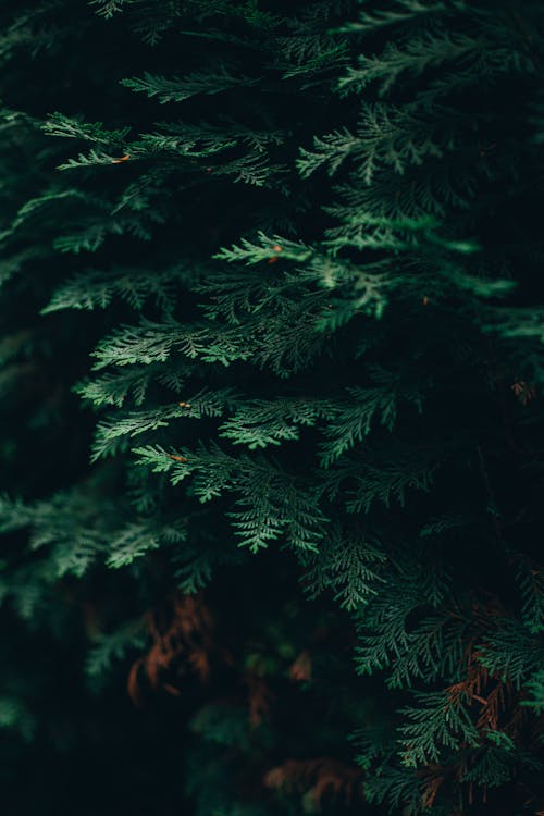 Fir Tree in the Forest · Free Stock Photo