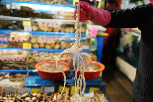 A close-up of fresh octopus displayed at a bustling Korean wet market.