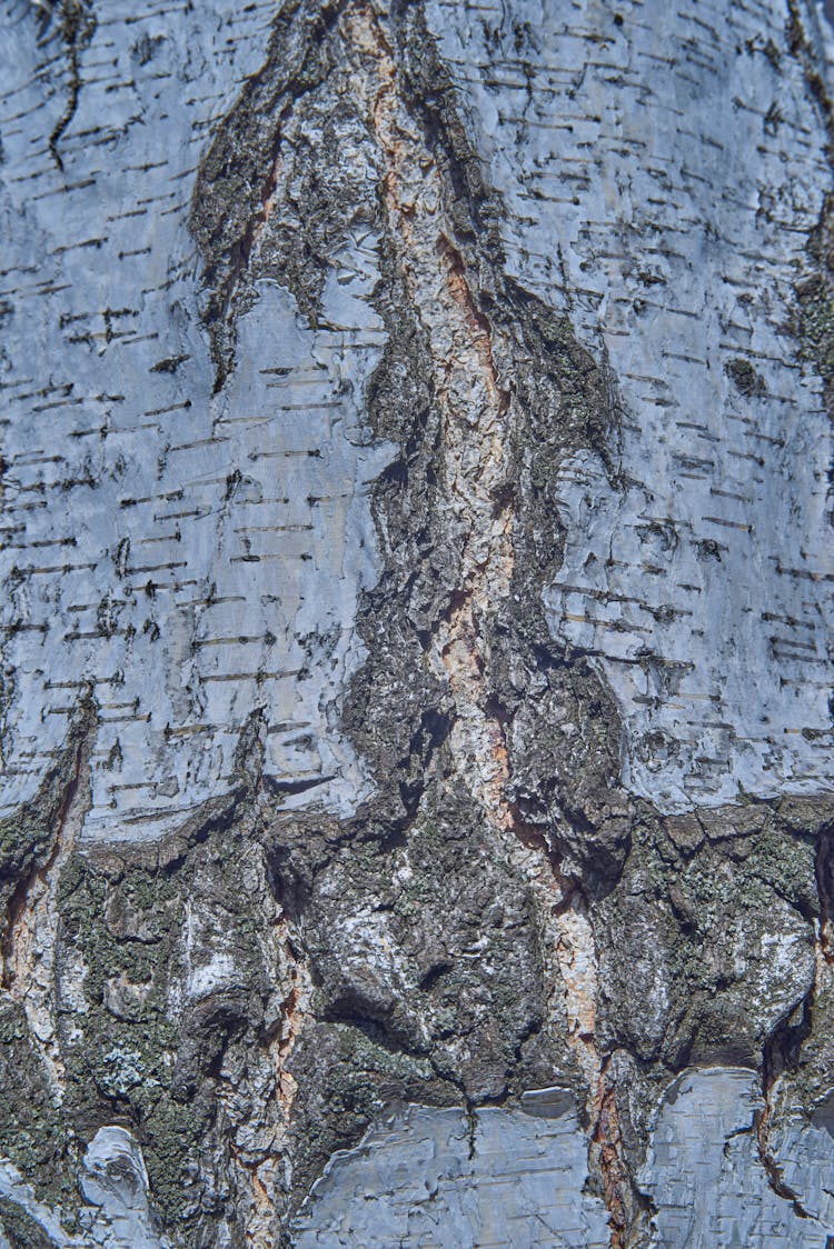 Close-up Of A Cracked Rock