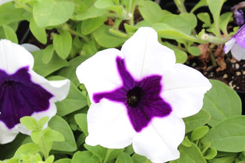 Free wonderful white purple flower Stock Photo