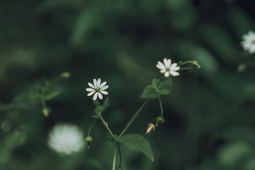 Free A delicate close-up of white chickweed flowers with a blurred green background, highlighting natural beauty. Stock Photo