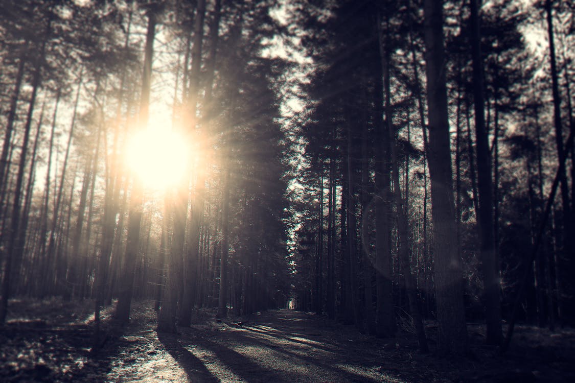 Silhouette of Trees