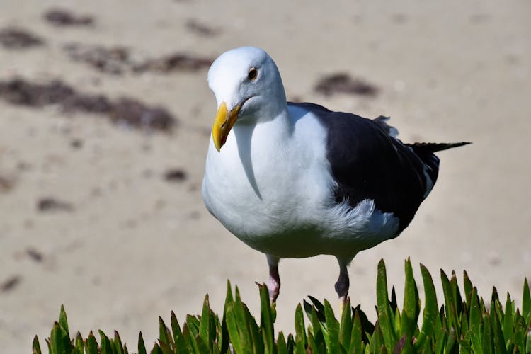 Close-Up Shot Of A Kelp Gull