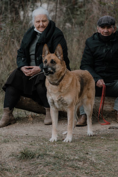 Foto stok gratis anjing gembala jerman, duduk, kaum wanita