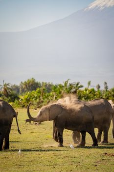 elephant photo