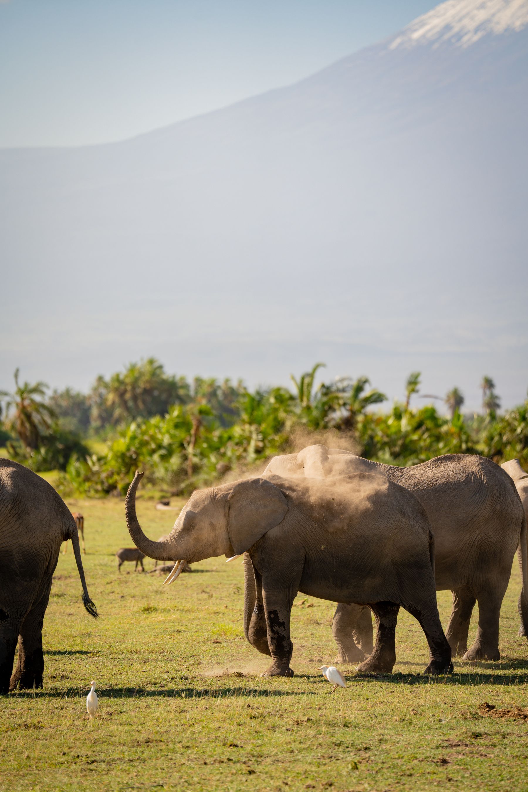 Amboseli, Kenya — Where giants walk in the shadow of Kilimanjaro