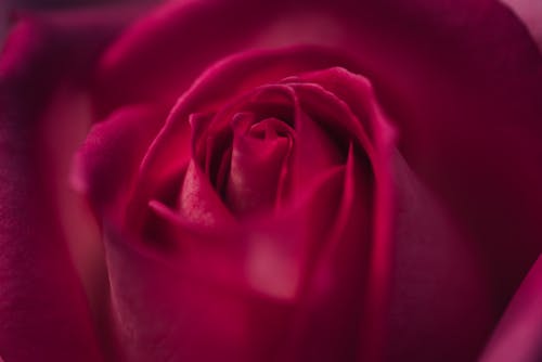 A Red Rose in Close Up Photography