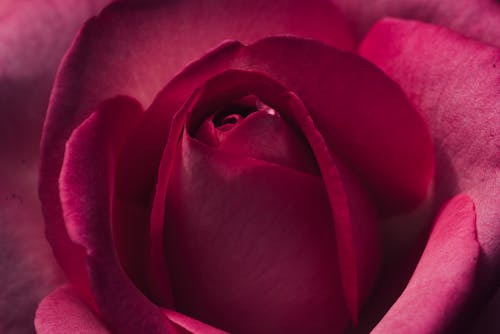 Close-Up Shot of a Rose 