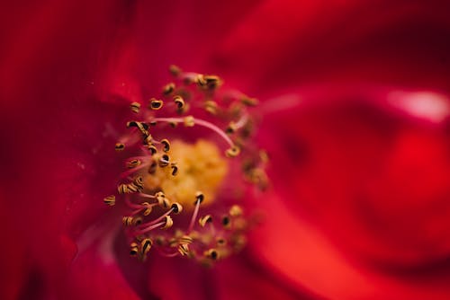 Extreme Close-up of a Red Flower 