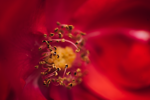 Free Close-up of vibrant red flower stamens and petals, showcasing natural beauty. Stock Photo