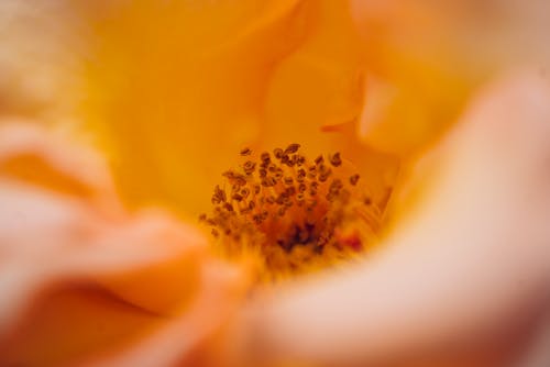 Close Up of Flower Center