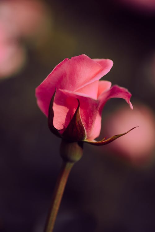 Pink Rose in Bloom