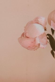 Delicate pink peony flower with a pastel background, perfect for elegant decor themes.