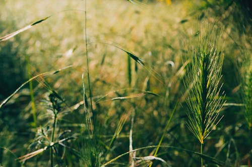 Close-Up Shot of Green Grass