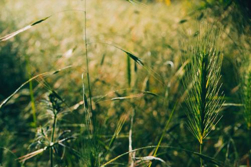Free Peaceful close-up of green grass blades in a Hungarian field with warm sunlight and blurred background. Stock Photo