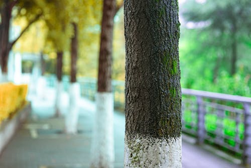 Selective Focus of Tree Trunk