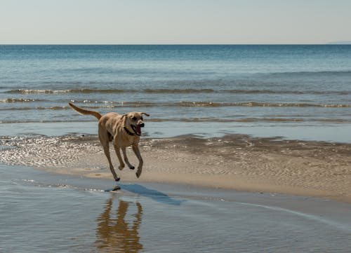 개, 개의, 달리는의 무료 스톡 사진