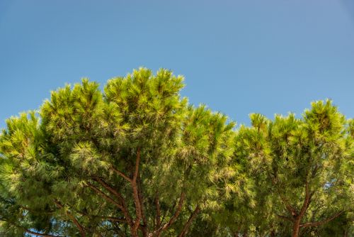 Free Vibrant pine trees against a clear blue sky, showcasing nature's beauty. Stock Photo