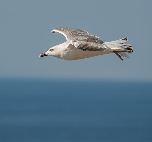 Selective Focus of Seagull Flying