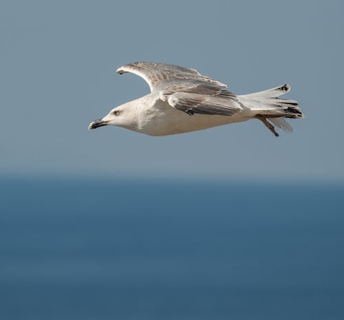 Kostnadsfri bild av djur, fågel, fiskmås