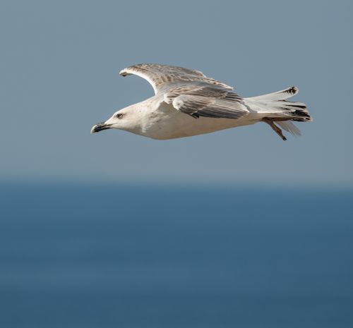Free A seagull in mid-flight over the ocean with a clear blue sky in the background. Stock Photo