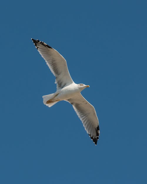Free A Seagull Across the Blue Sky  Stock Photo