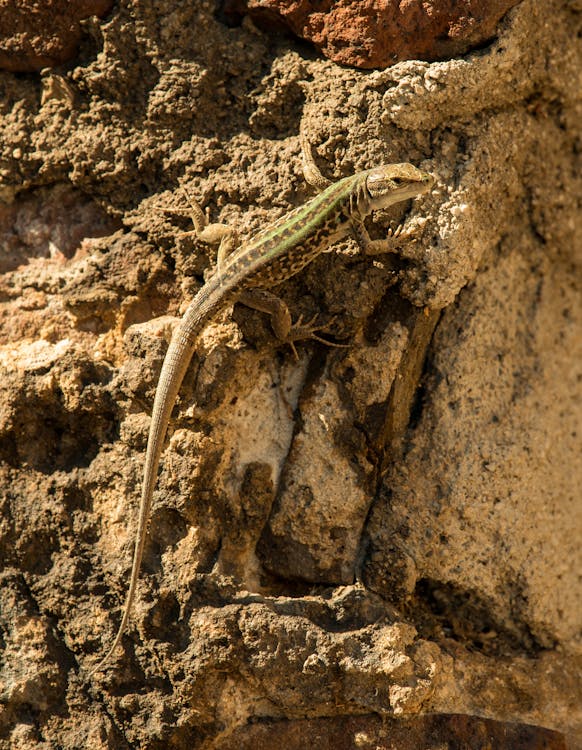 Close-Up Shot of a Lizard · Free Stock Photo