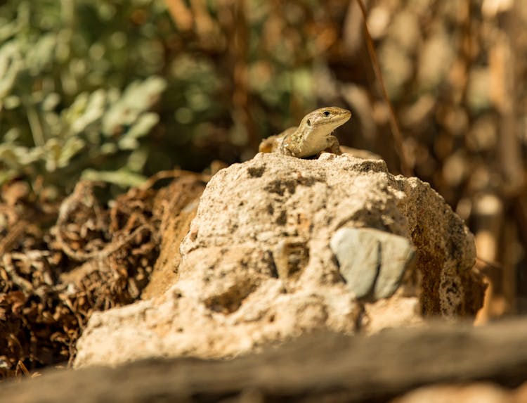 A Lizard On A Rock 